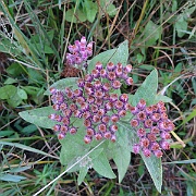 pluchea odorata